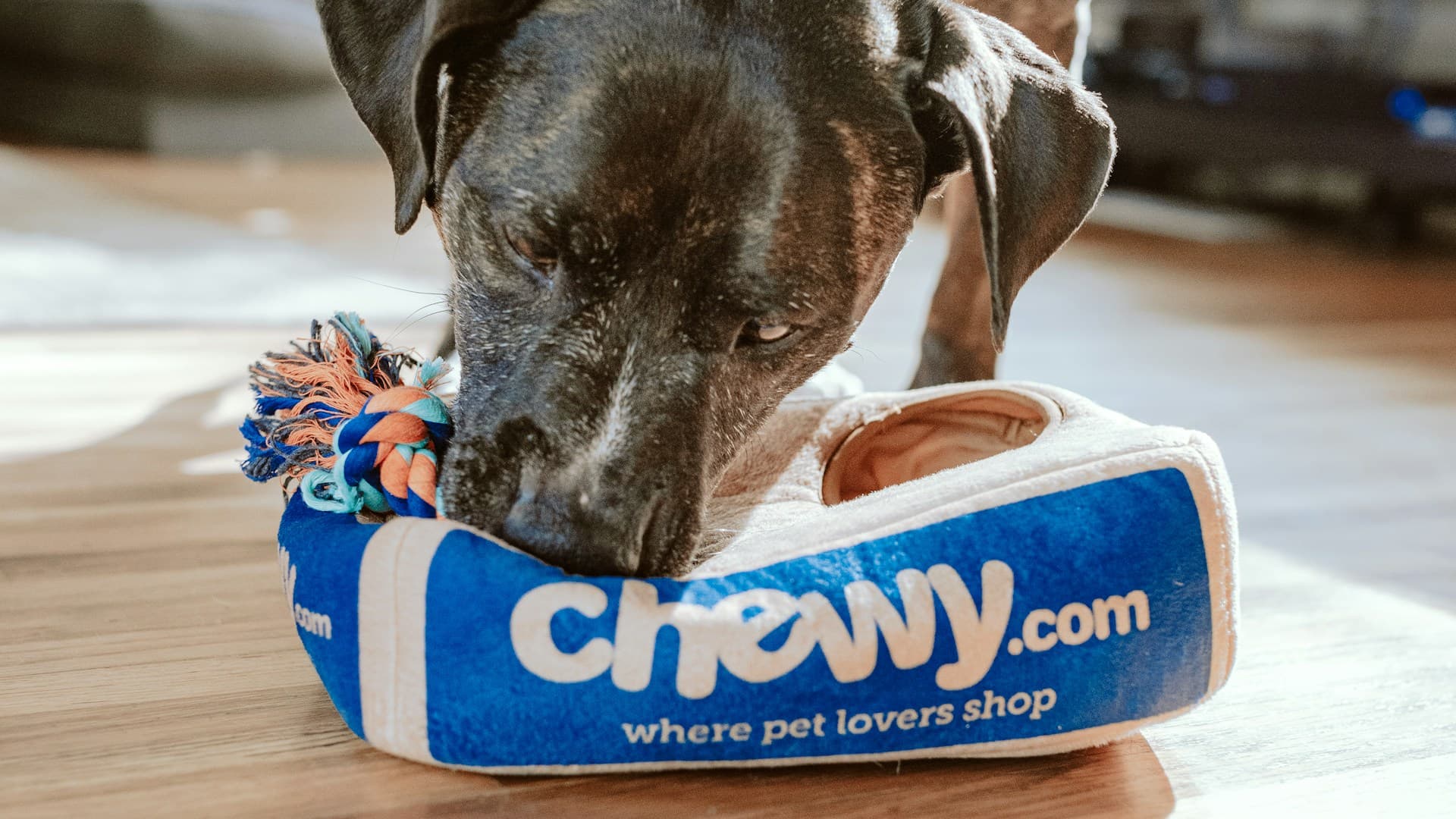 Pet Hotels & Boarding